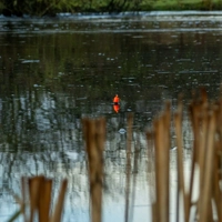 Fox Rage Predator HD Slim Slider Floats